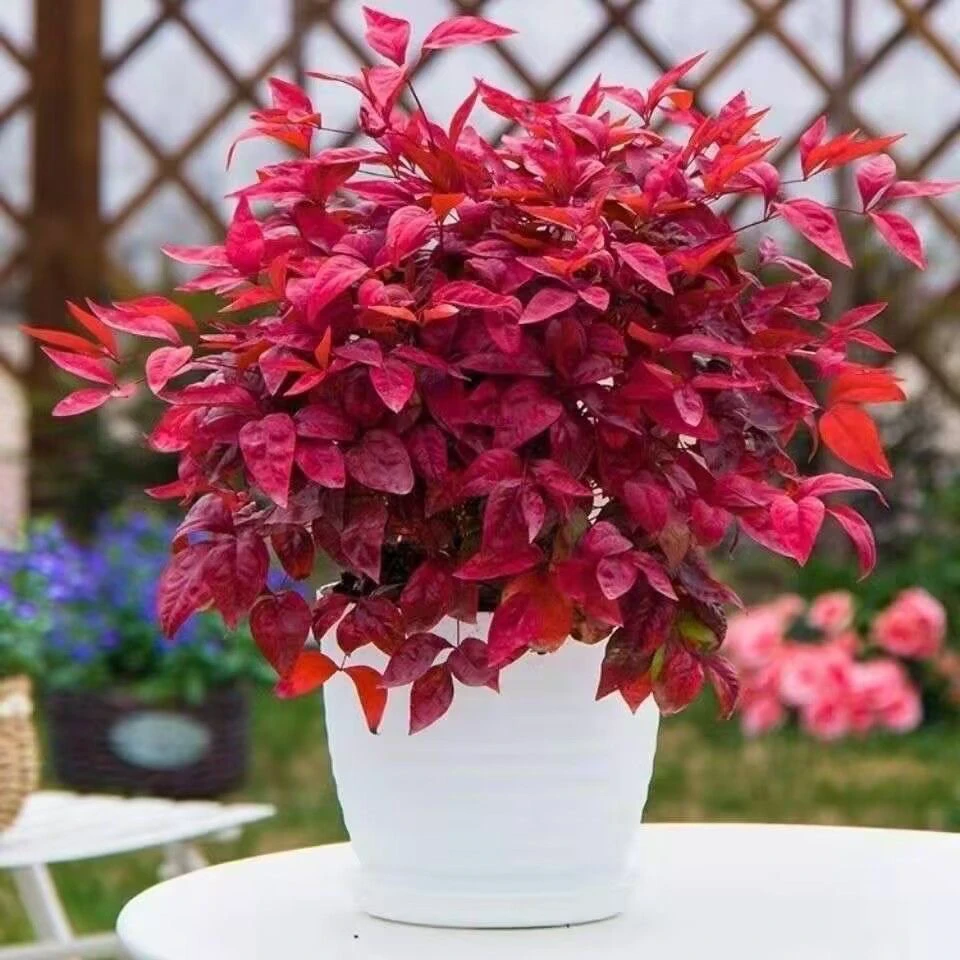 火焰南天竹 耐寒绿植盆栽花，冬日的火焰
