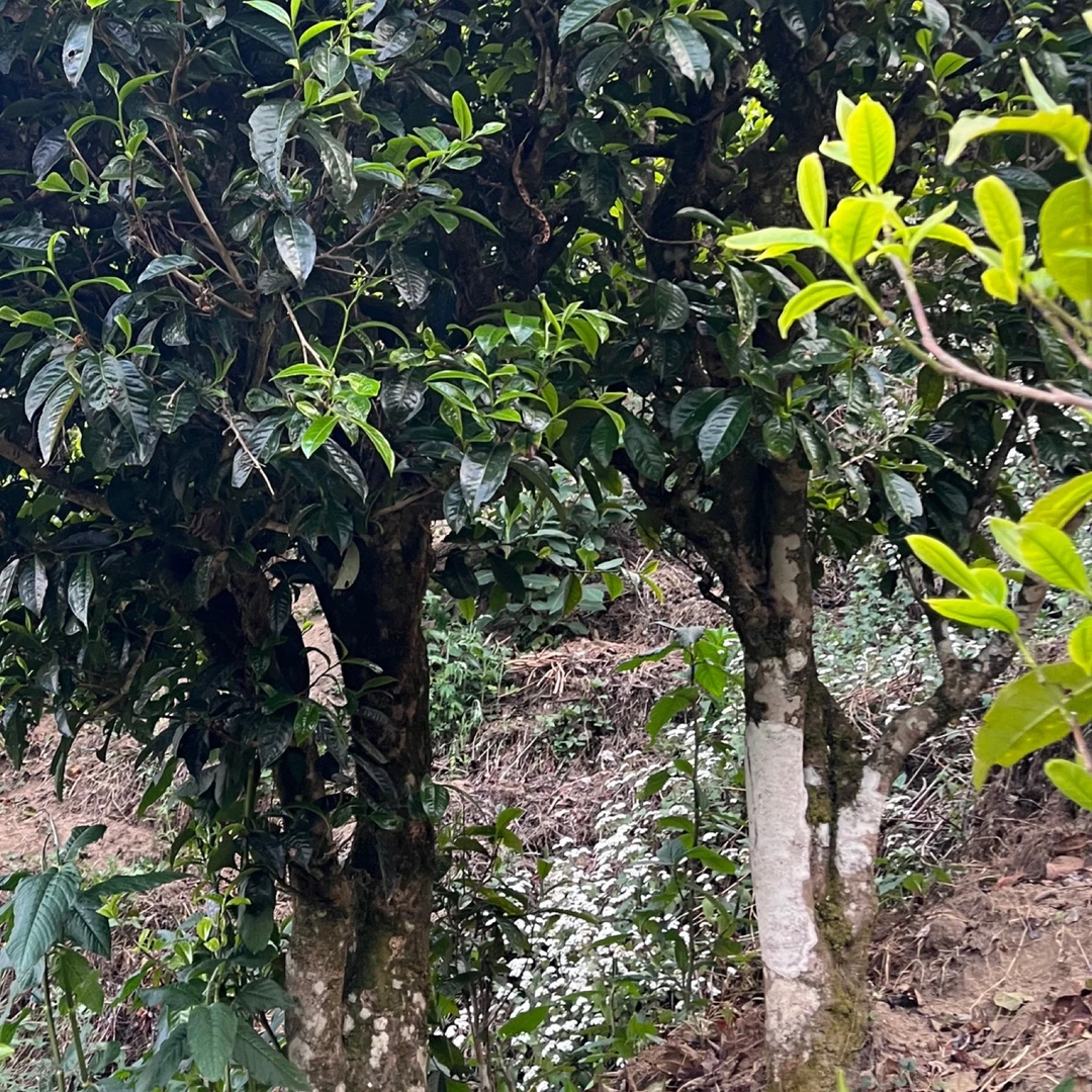 【锦绣茶尊】秋茶 到手12片  古树普洱茶生茶