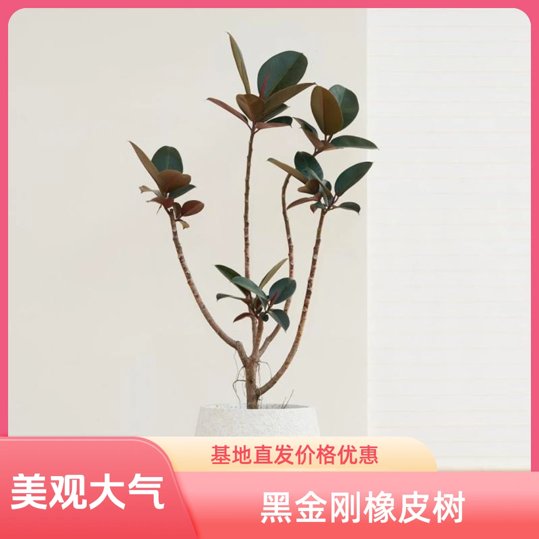 T造型黑金刚橡皮树网红盆栽客厅大型植物鲜活好养绿植基地养殖