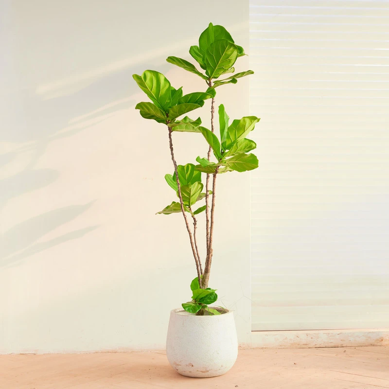 【琴叶榕】大叶琴叶榕网红植物好养观叶植物净化空气桌面简约绿植