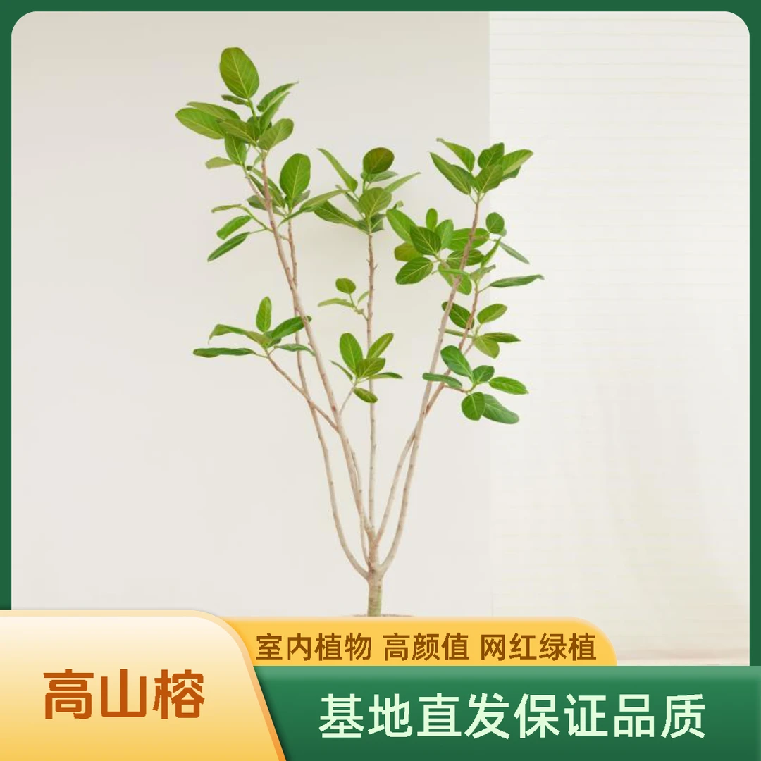 T高山榕 孟加拉 鲜活网红盆栽客厅大型植物办公室阳台客厅绿植