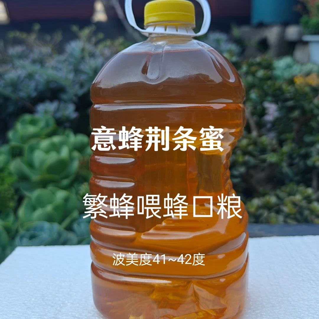 纯的意蜂荆条花蜜繁蜂喂蜂口粮蜜,缺蜜中蜂繁蜂喂马蜂口粮,