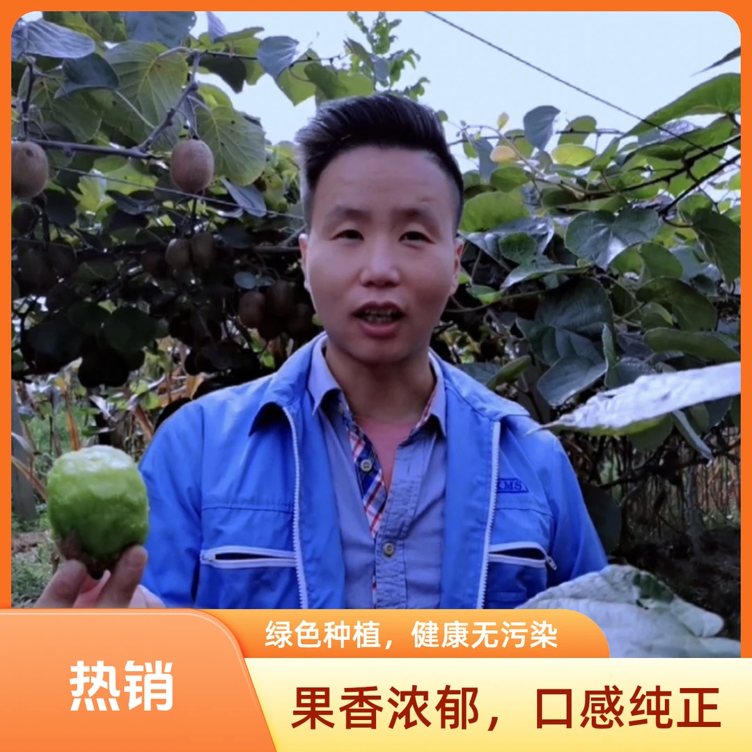 陕西秦岭脚下徐香猕猴桃精品礼品盒