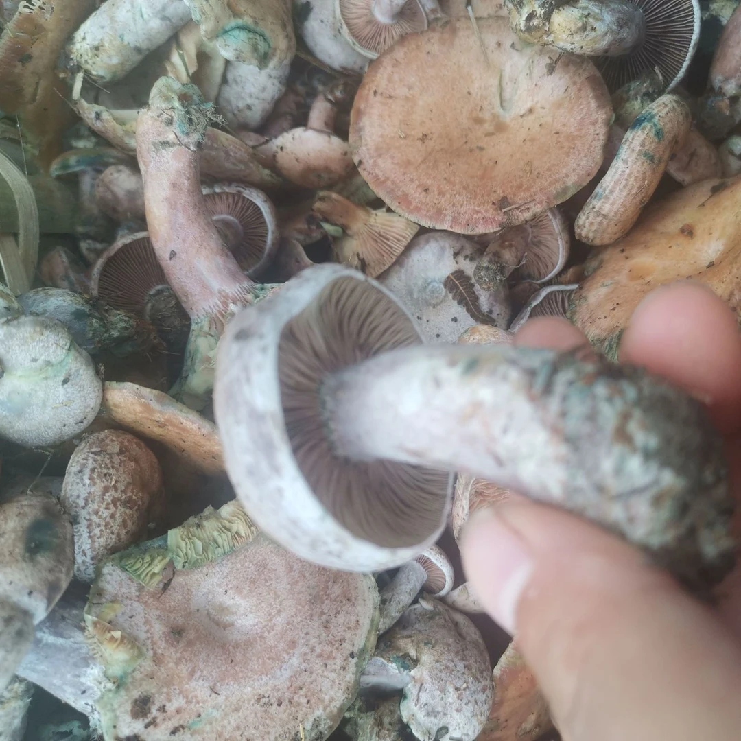 湖南新鲜菌野生菌枞菌黄树菌重阳菌寒菌松菌三九菇枞树菌铜绿菌