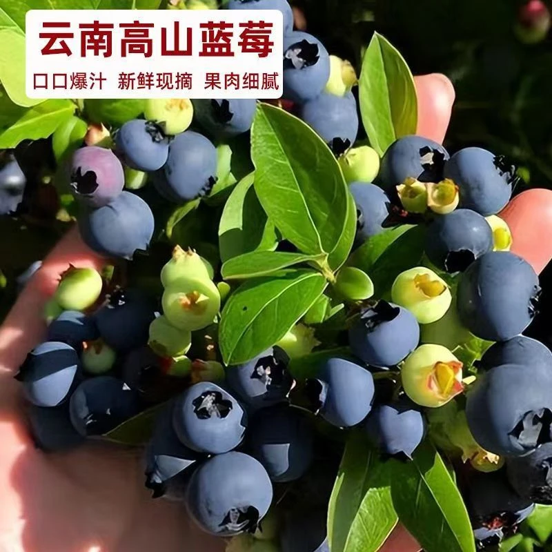 【次日到家】云南花香蓝莓脆甜可口2-8盒装
