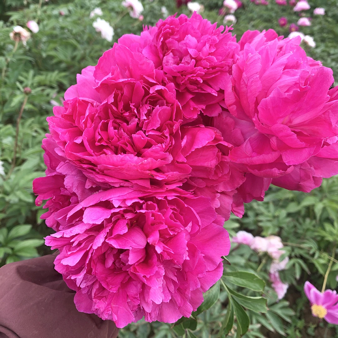 【芍药-大富贵】裸根观赏重瓣芍药基地发货种植花卉芍药根芍药花