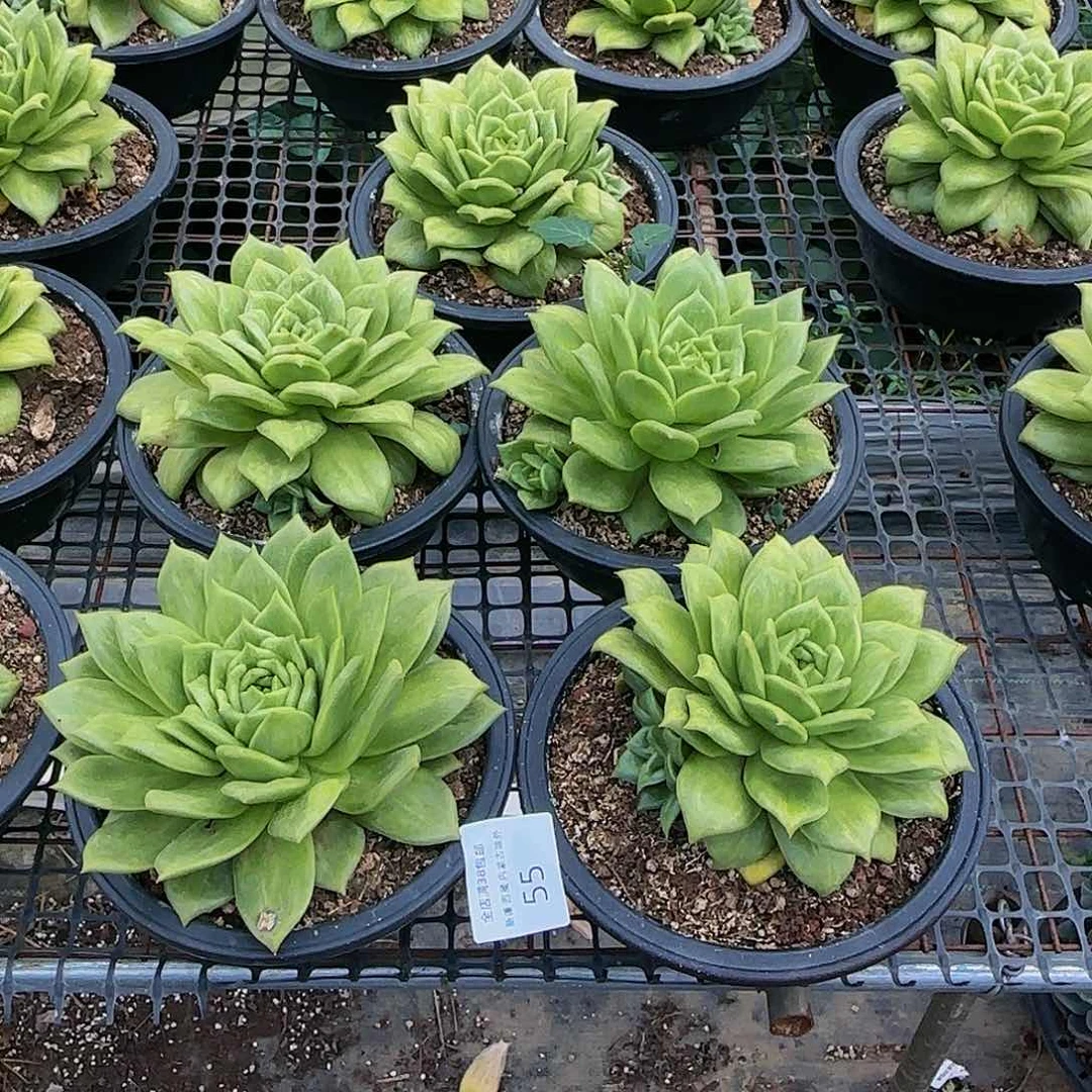 靓*徐多肉植物一物一拍蔷薇玛丽亚5颗55