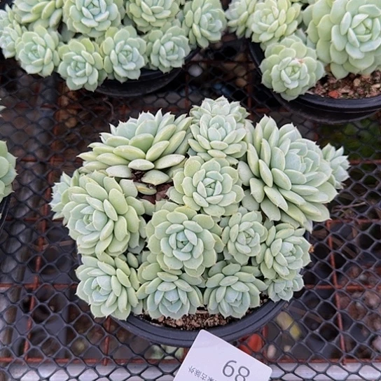 多肉植物一物一拍静夜89