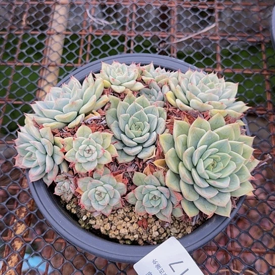 月亮仙子117 一物一拍满38包邮