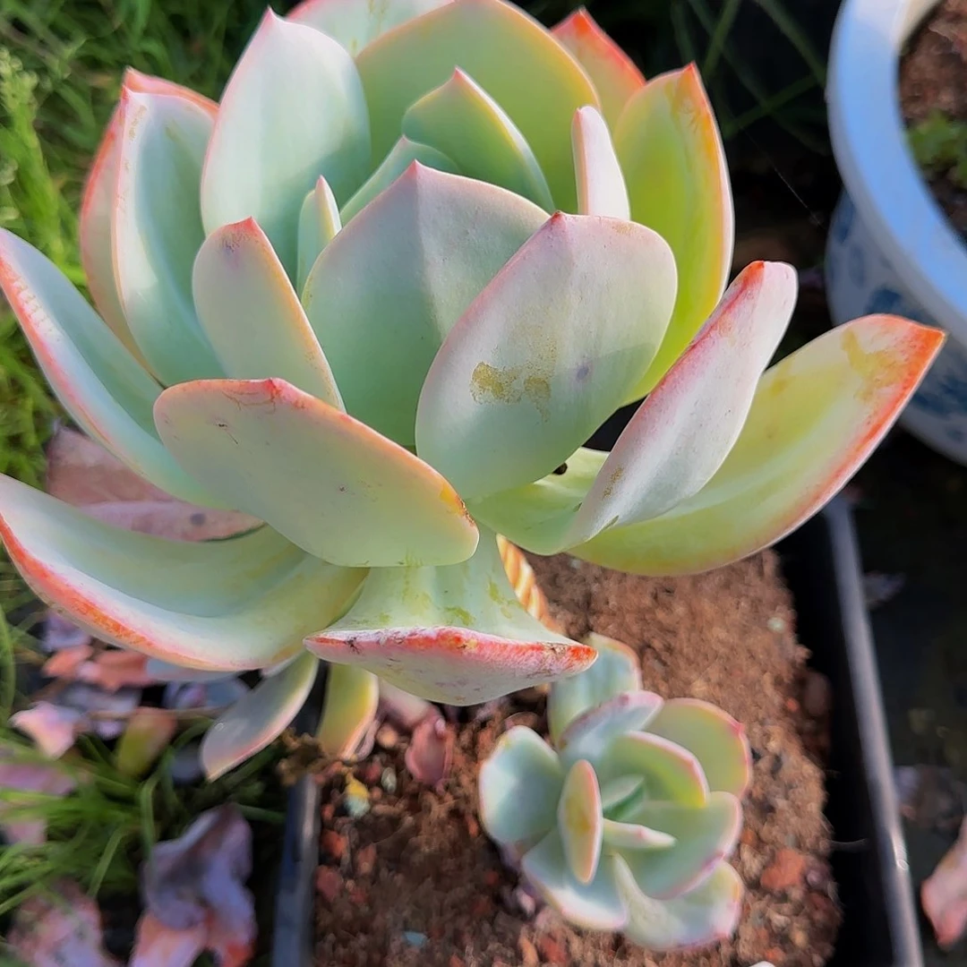 一物一拍白凤多肉20