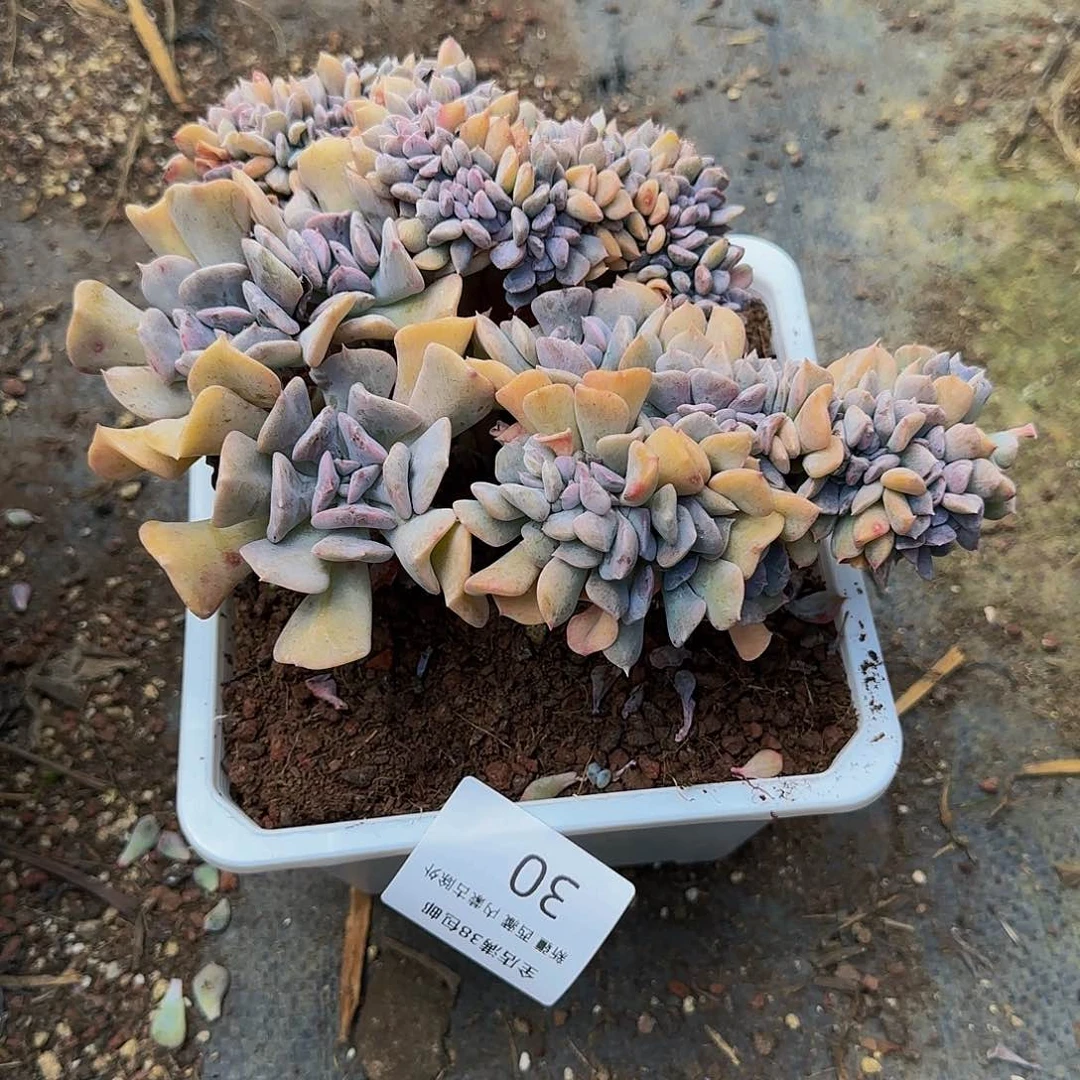 瑛*多肉植物一物一拍血精灵缀30