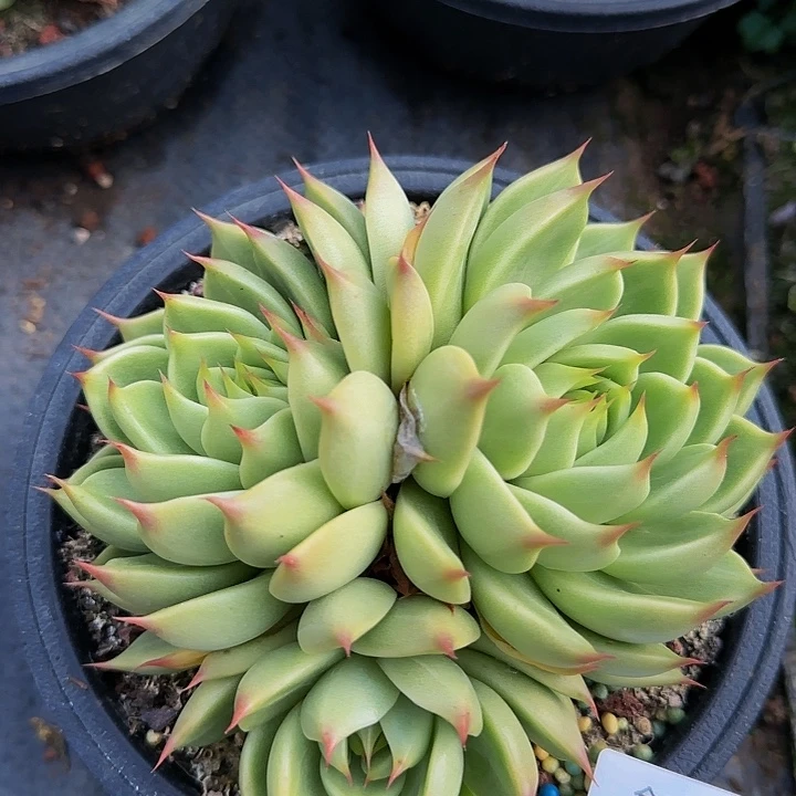 一物一拍拖斯卡内利41