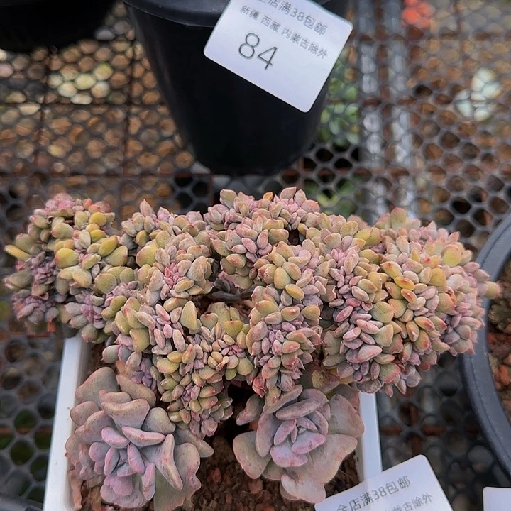 一物一拍雪精灵缀87