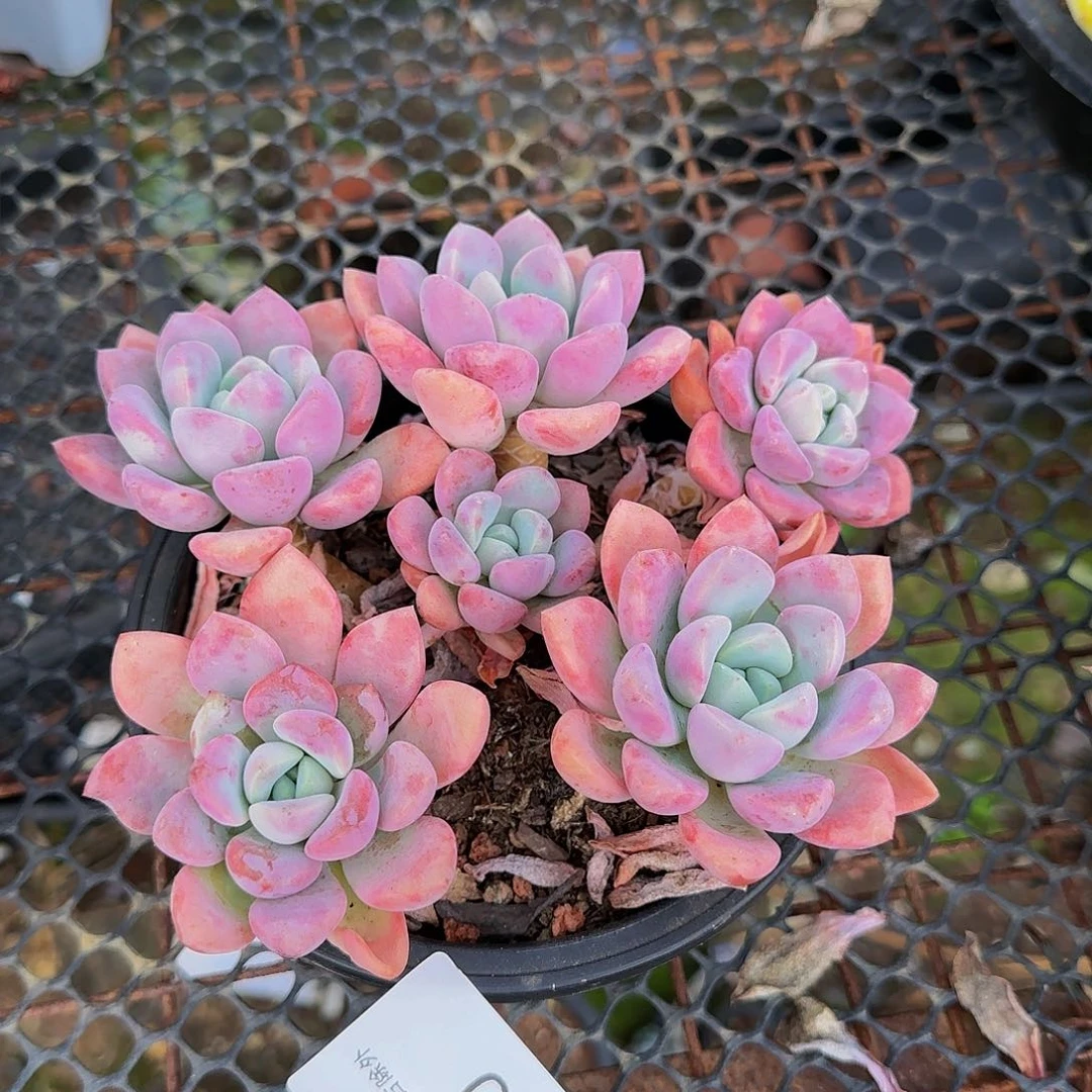 多肉植物一物一拍花班鹿10