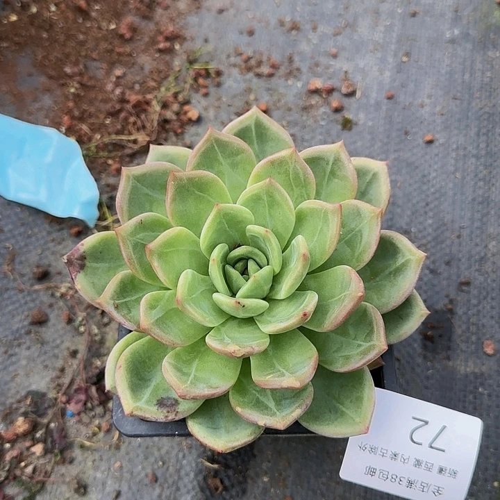 多肉植物一物一拍香槟72