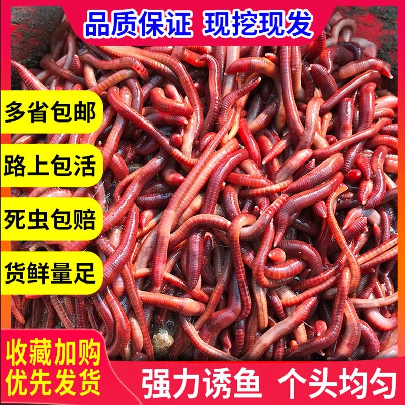【邓师傅推荐】包邮散装 红蚯蚓 1斤活体 饵料 鱼饵 钓鱼 大平二