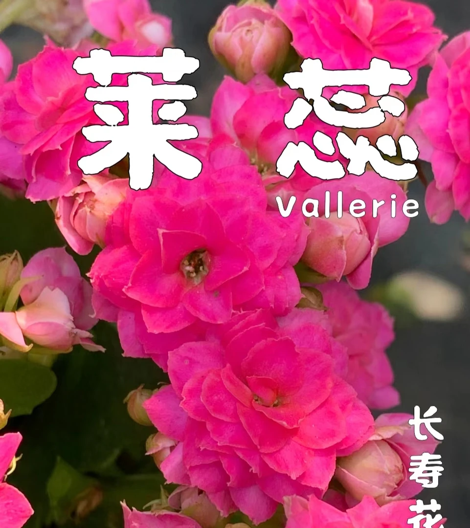 粉公主，110原盆原土