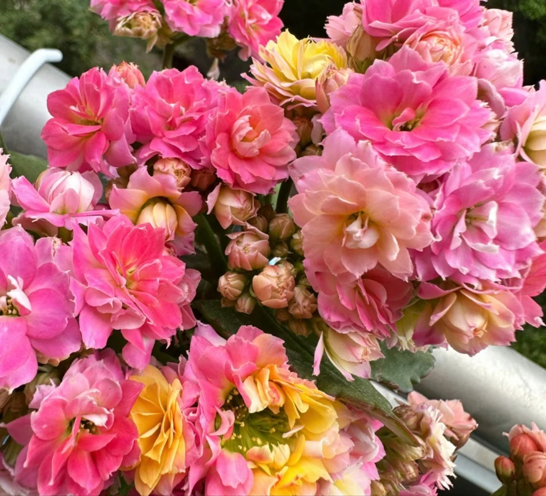 毛绒二代，110原盆原土