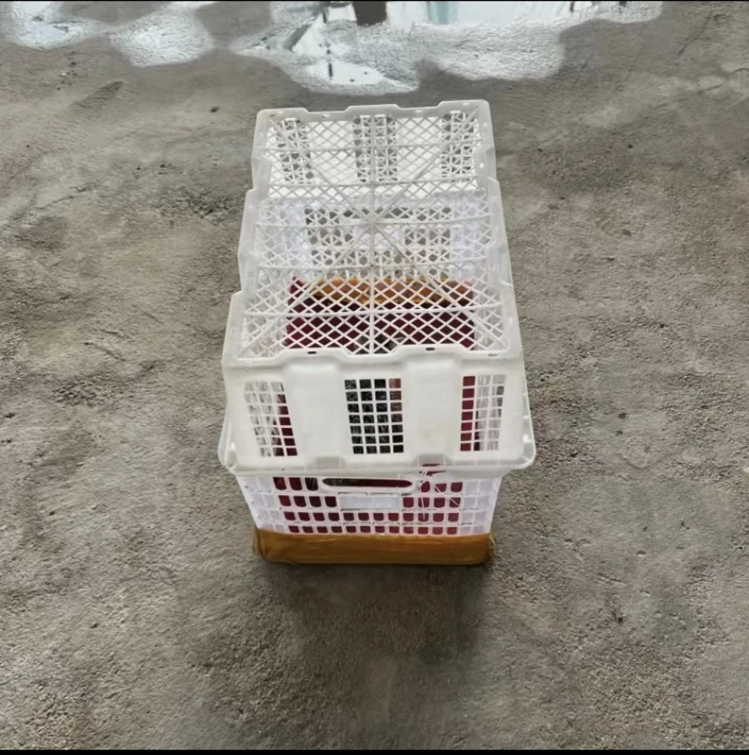 非洲小鸵鸟专用胶框 1.3KG