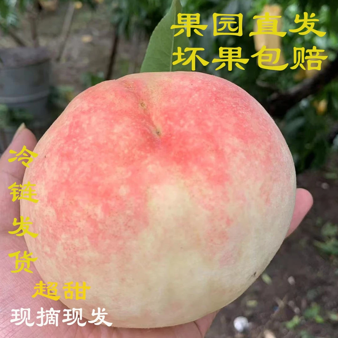 戴阿姨阳山水蜜桃4两8个装 买1发2盒 阳山水蜜桃新鲜尝鲜果园直发