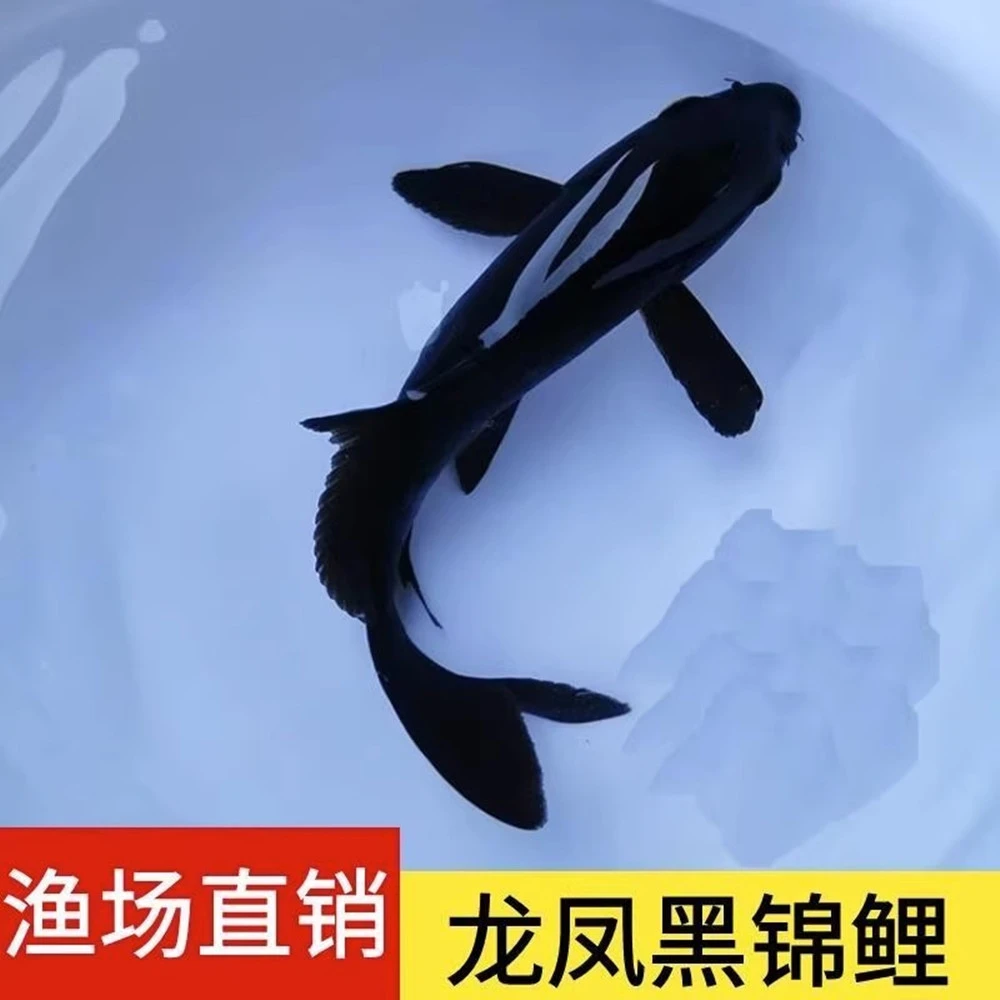 黑金龙凤锦鲤黑蝴蝶锦鲤金鱼冷水淡水观赏鱼黑墨碟长尾长鳍铁包金