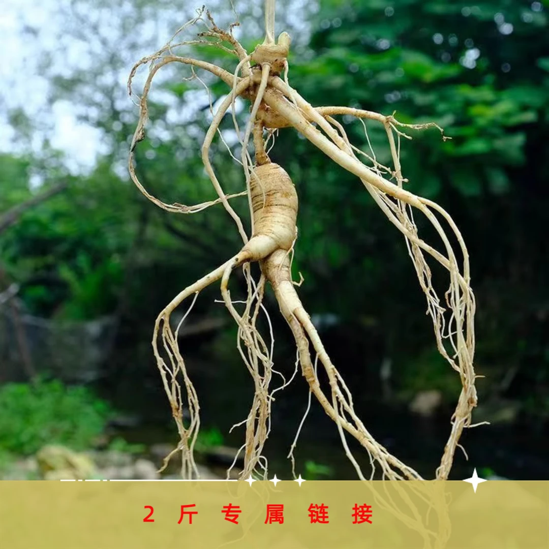 （新人链接2斤）新鲜人参一物一拍售出不退货