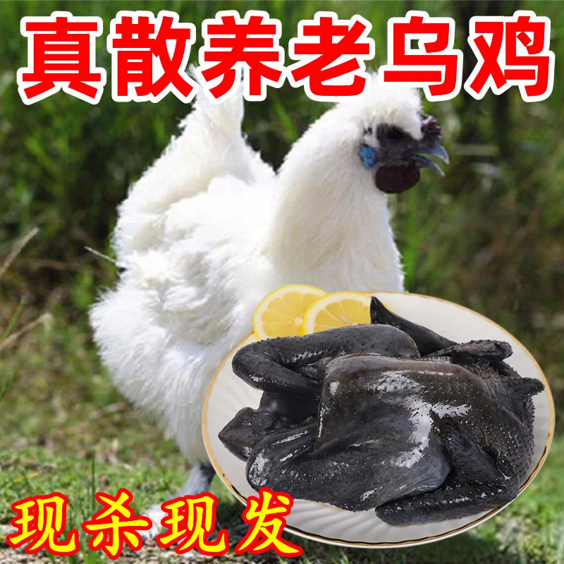 顺丰冷链包邮正宗散养新鲜生态黑乌鸡乌骨鸡活鸡现杀650g-1000g