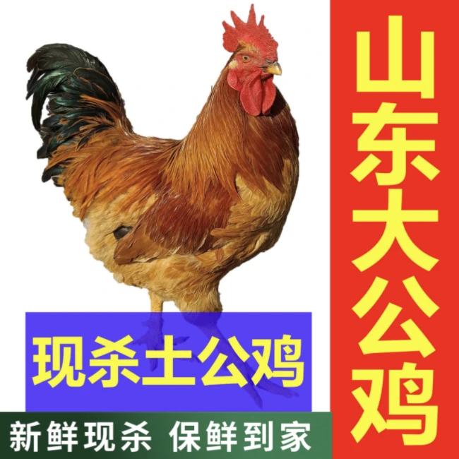 【两年老公鸡】正宗农村散养老公鸡现杀新鲜鸡肉土鸡柴鸡走地鸡
