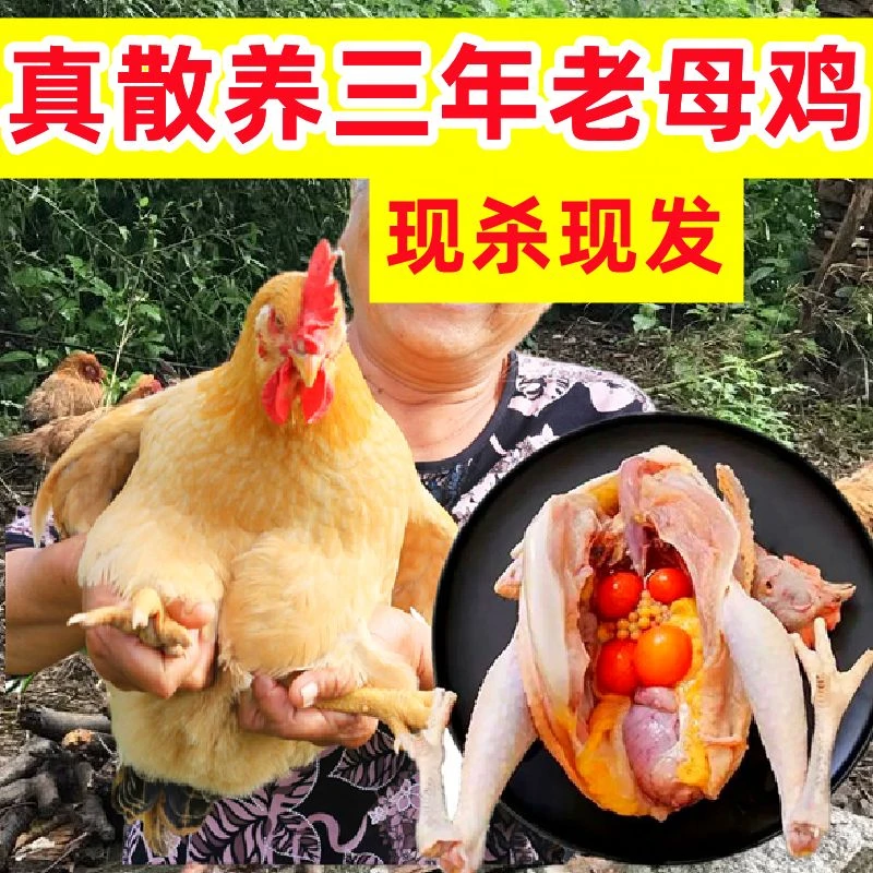 母鸡3斤/只超大老农家散养鸡正宗3年土鸡现杀新鲜鸡肉鸡腿鸡顺丰
