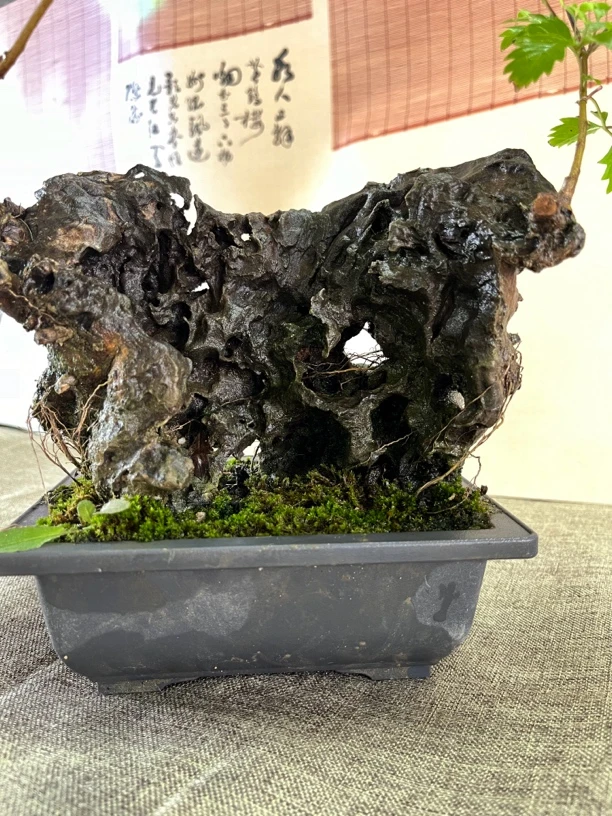精品黄荆桩盆景 假山型碳化猞猁镂空形似太湖石点缀枝条售后