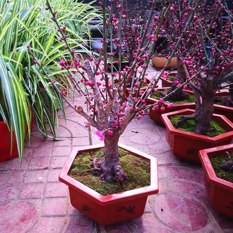 梅花盆景耐寒耐热好养【一物一拍】【秋亿棠花卉】