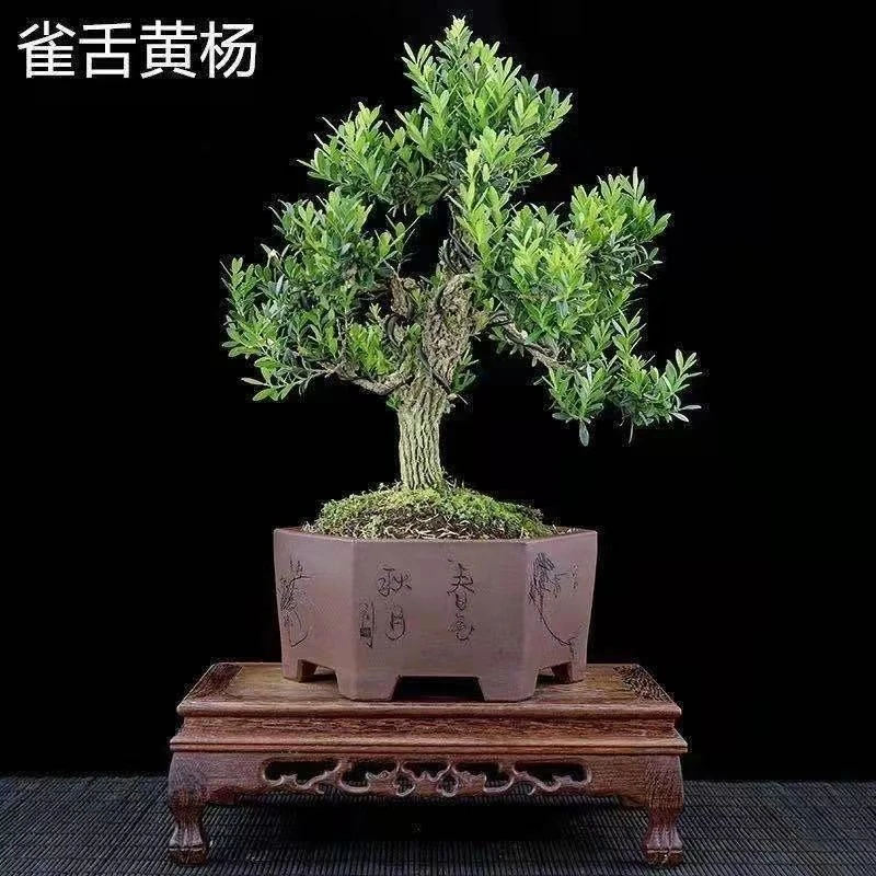 皱皮小叶黄杨石楠花(拍前联系主播或客服)