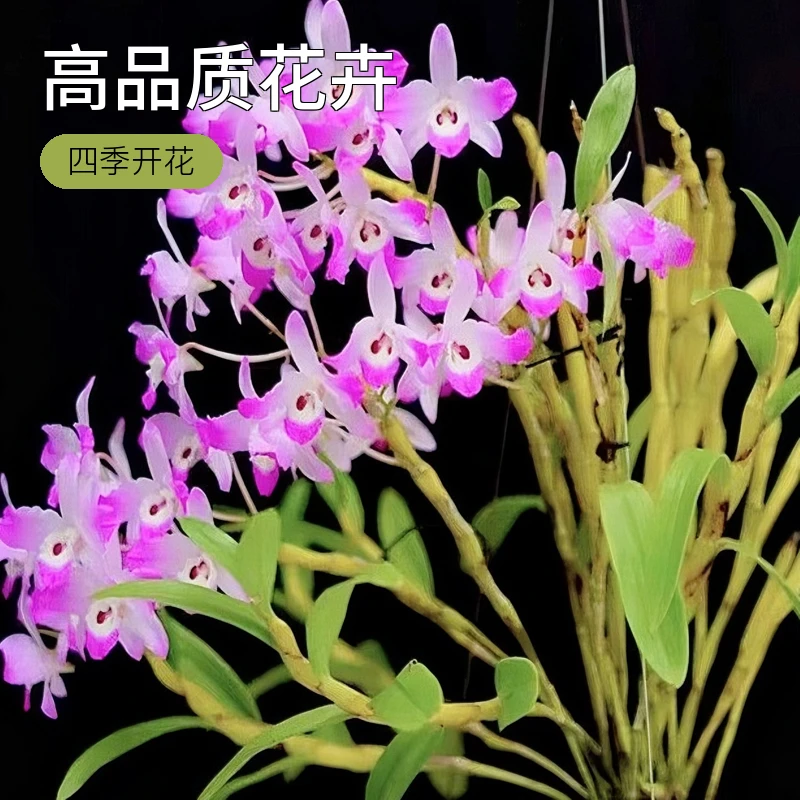 通用石斛花卉（偏远地区加收运费，感谢花友的支持和理解)室内