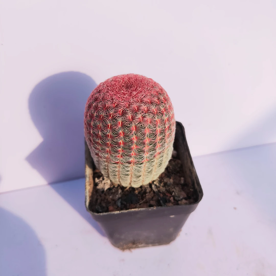 红太阳 仙人球多肉植物冠幅3厘米左右 20元包邮，基地直发