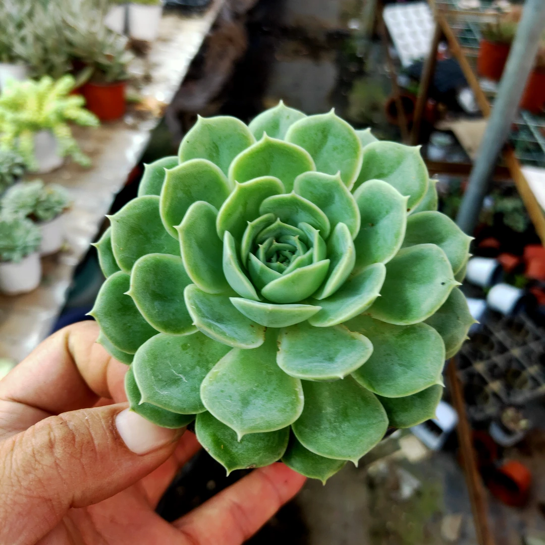 昂斯诺 多肉植物脱土发货 20元包邮 长沙星昊