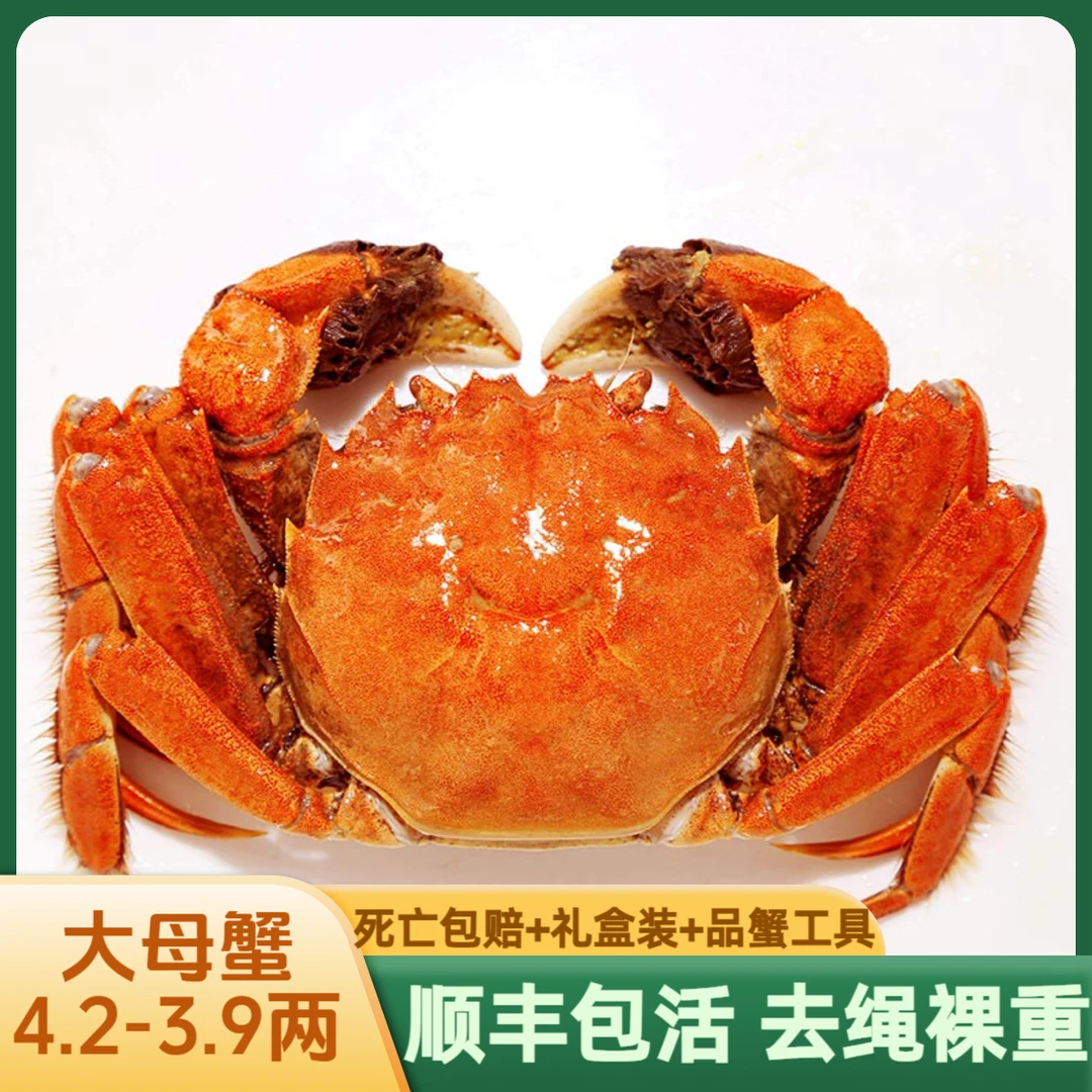 【4.2-3.9两/只全母活蟹】4/6/8/10只起江苏大闸蟹鲜活螃蟹湖蟹礼盒