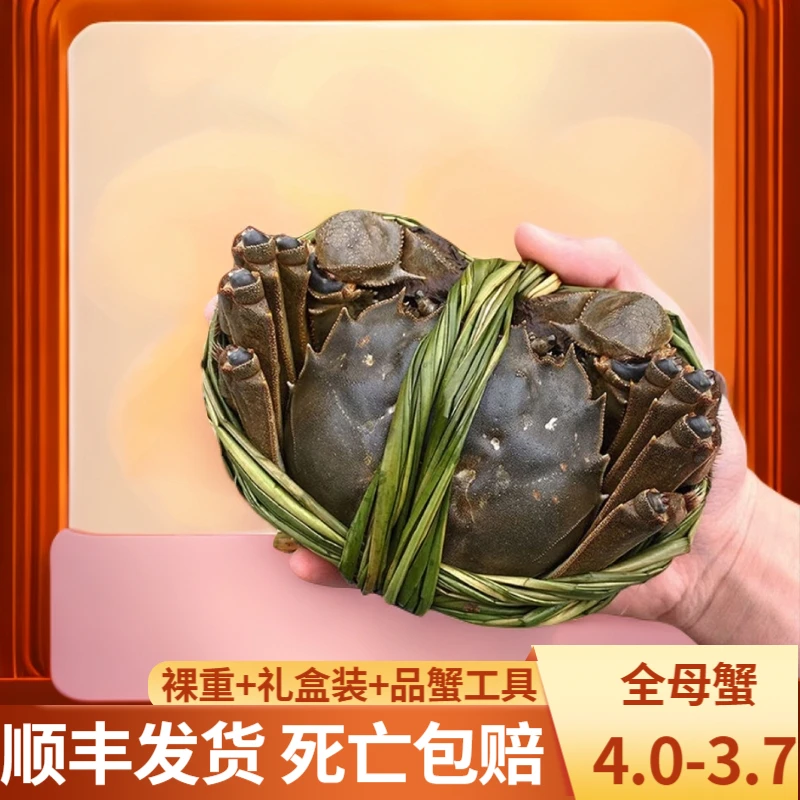 【4.0-3.7两/只 全母活蟹】4-10只起江苏大闸蟹鲜活螃蟹湖蟹礼盒装