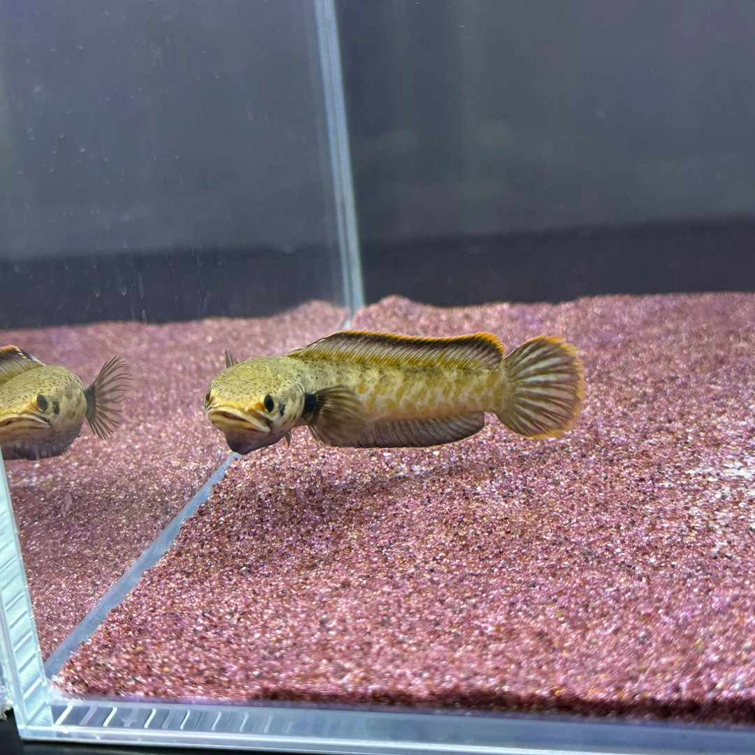 缅甸纯种野生血斑三型雷龙淡水型凶猛观赏鱼好养易活