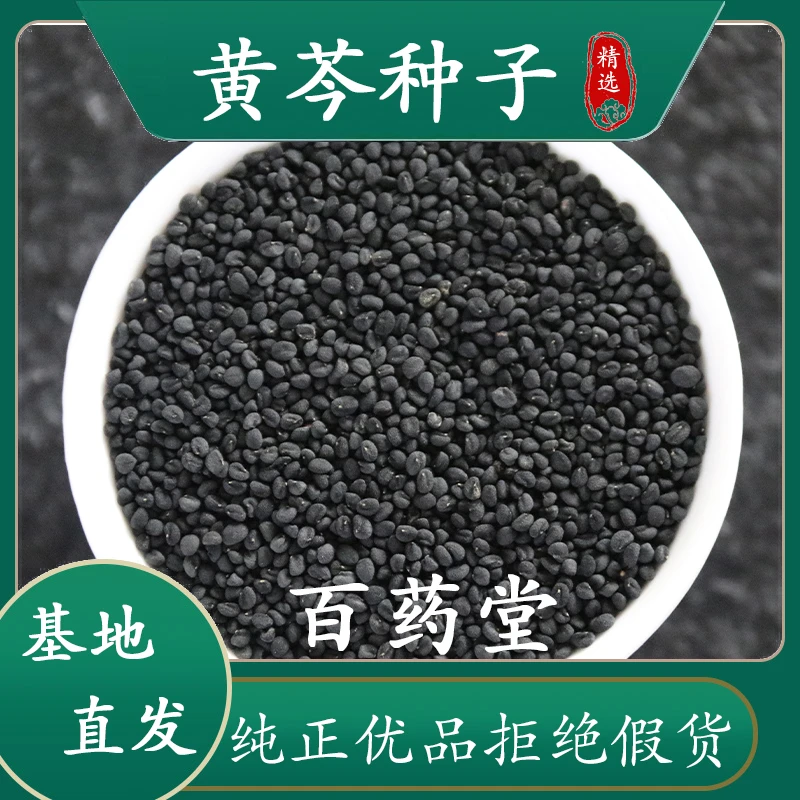 甘肃黄芩种子包邮纯新优质中药材籽批发中药种子四季播种芽率高