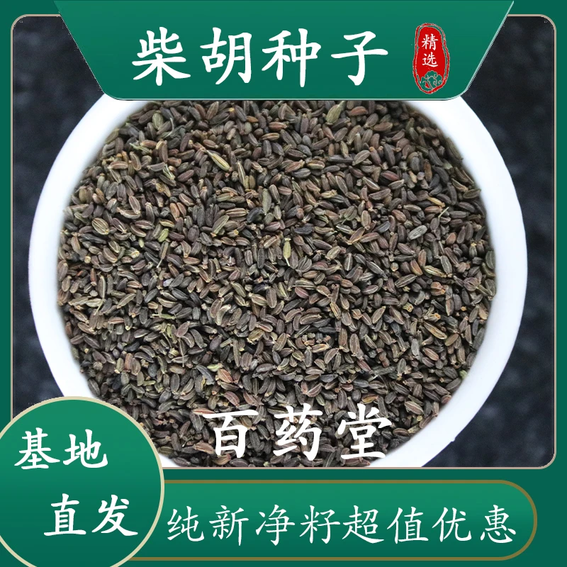 柴胡种子包邮中药材籽甘肃纯新正宗北柴胡种子优质无杂质发芽率高