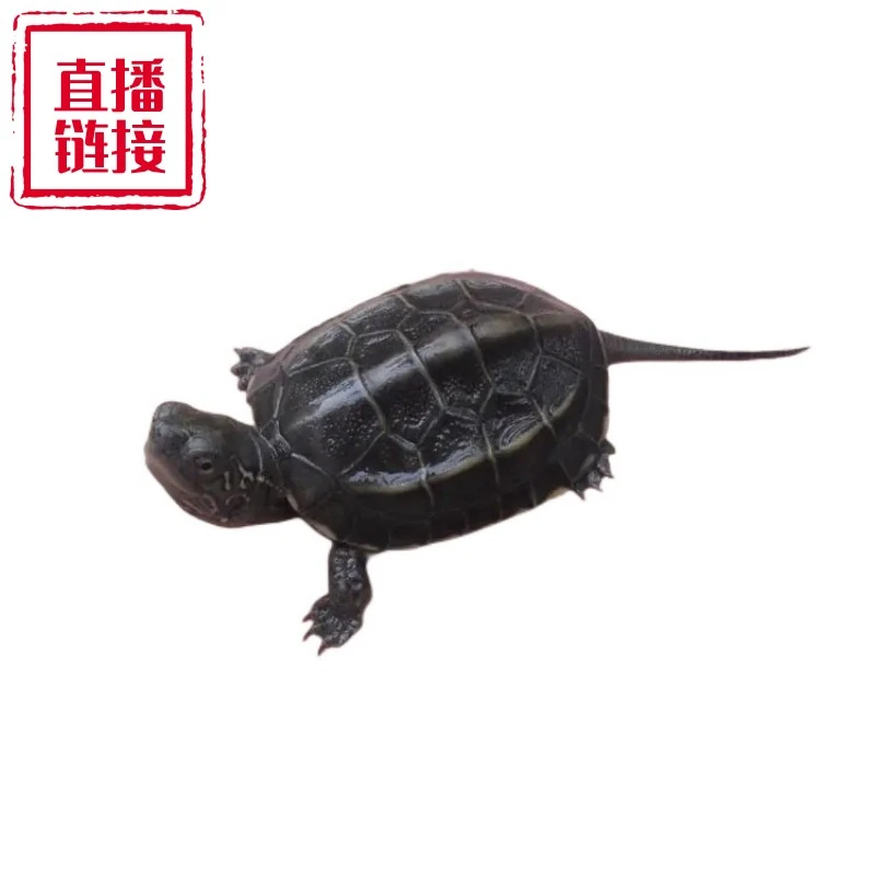 叁零直播间链接观赏龟龟人工养殖小乌龟录制开箱视频包邮