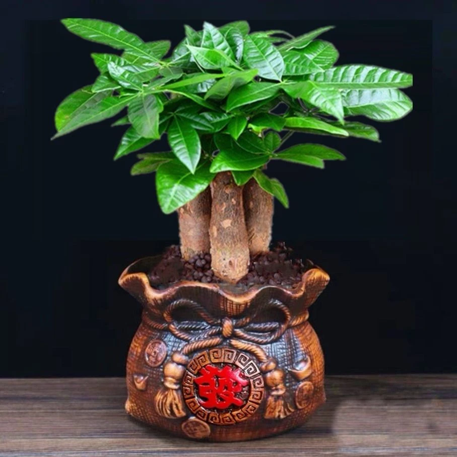 客厅发财树盆景植物吸甲醛花卉室内小盆栽摇钱树植物花苗花卉招财