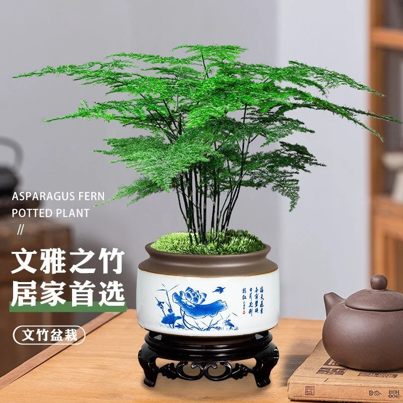 文竹盆栽室内植物办公室好养花卉盆景四季常青桌面绿植净化空气