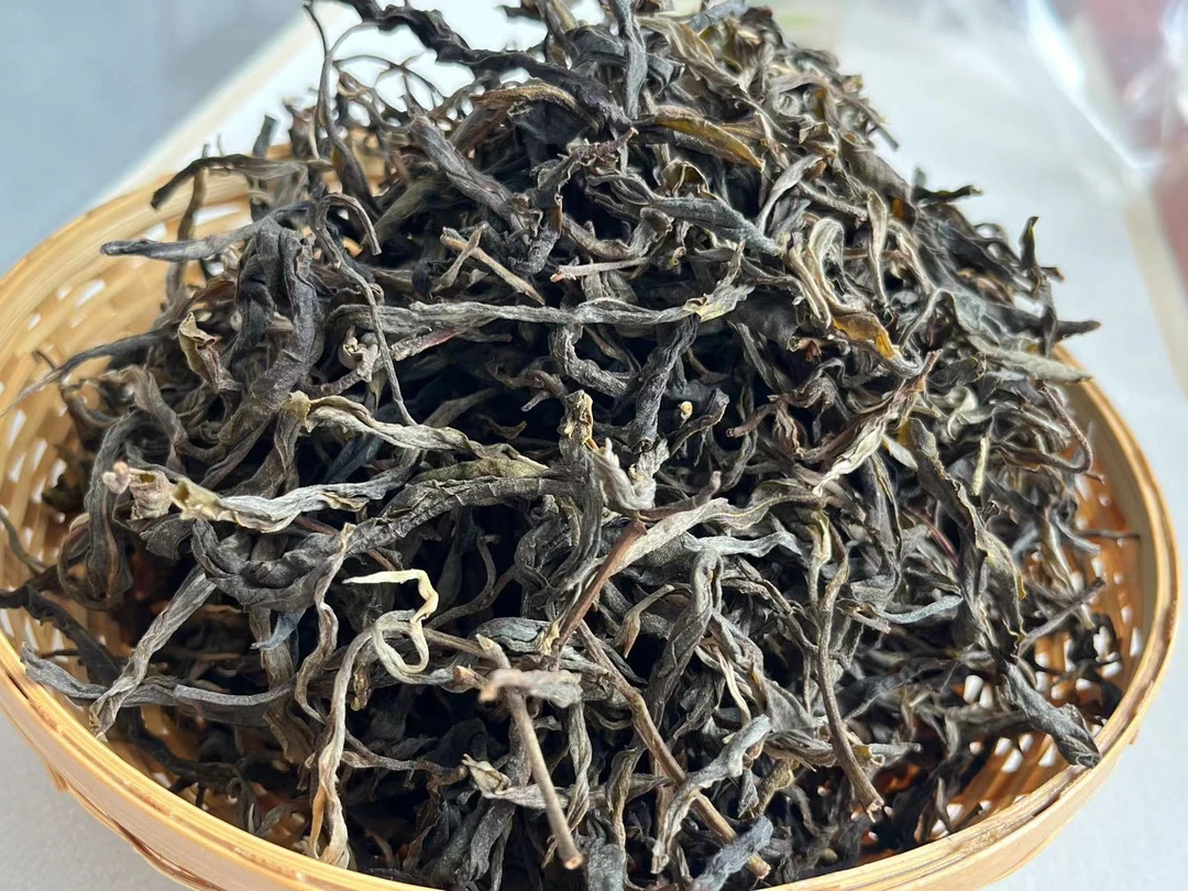 冰岛坝歪35号2024年600年古树单株