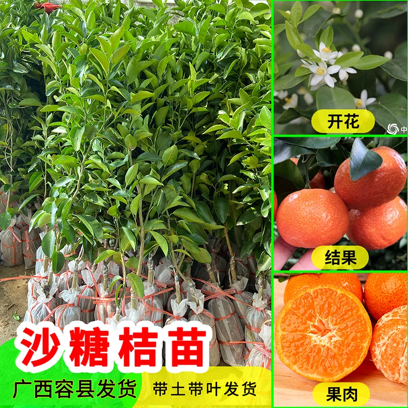 广西沙糖桔子树苗 正宗嫁接 四会沙糖桔子 可地栽或盆栽