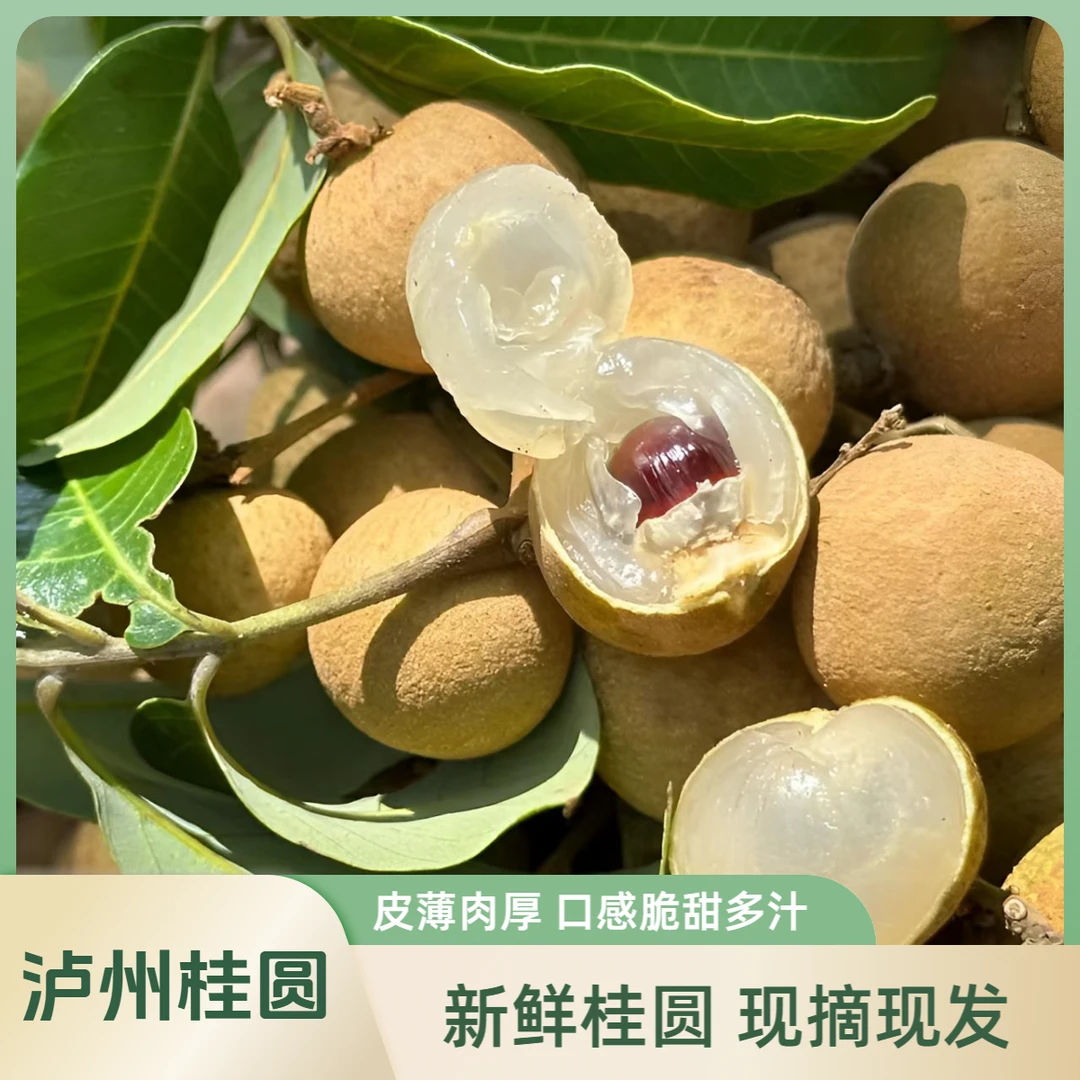 泸州本地老树桂圆（特级果）皮薄核小清甜脆嫩（川渝包邮）