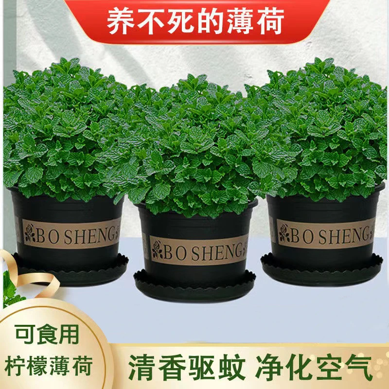 薄荷盆栽可食用水培植物绿植盆栽室内四季好养驱蚊桌面植物盆栽