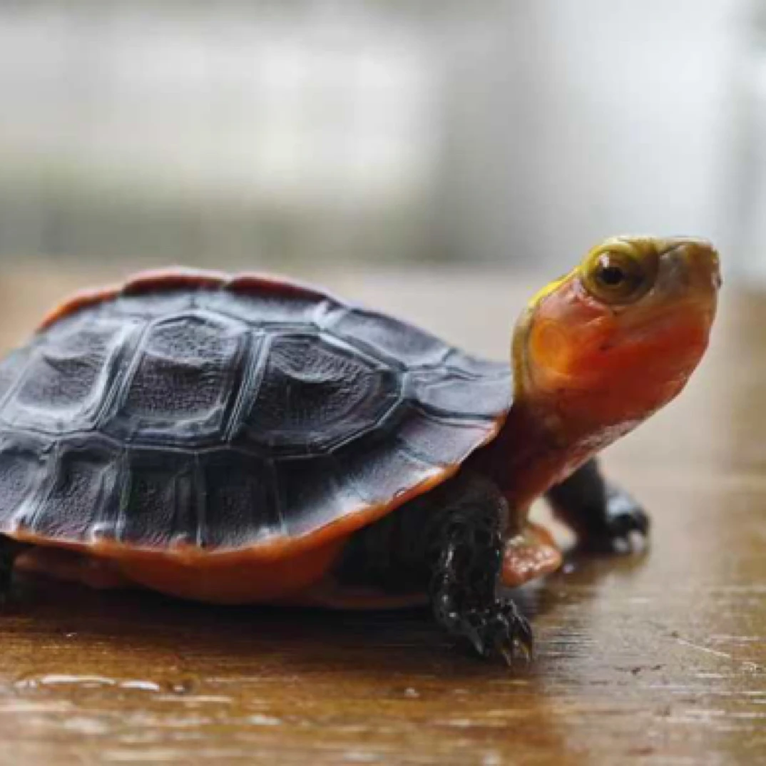 黄缘苗一代头苗，自家孵化黄缘苗