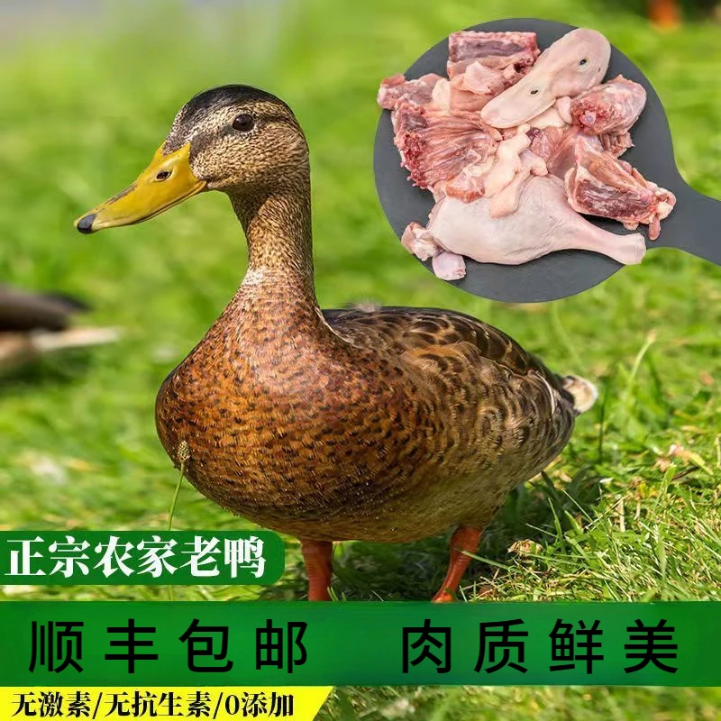 顺丰包邮老鸭农村散养土鸭子2斤新鲜老麻鸭水鸭肉鸭子整只炖老鸭