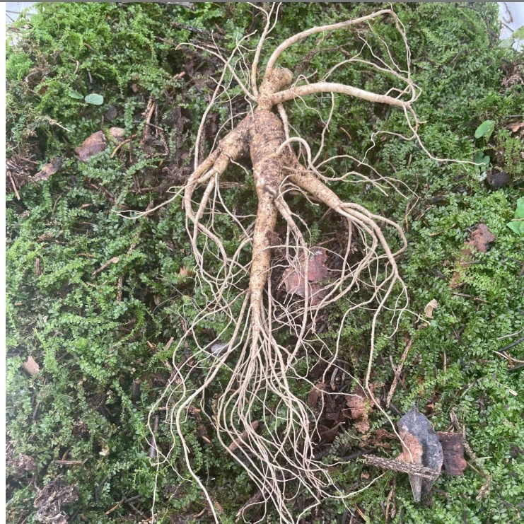 （林下参）长白山 20-30克 1支装